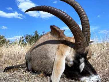 Antelope-hunting02-th.jpg