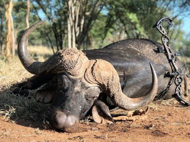 CapeBuffalo-hunting01-th.jpg