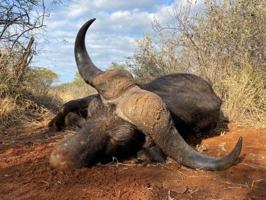 CapeBuffalo-hunting16-th.jpg
