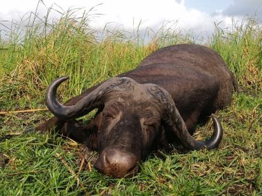 CapeBuffalo-hunting17-th.jpg