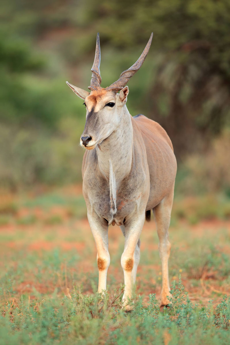 Hunting Eland with Likhulu Safaris