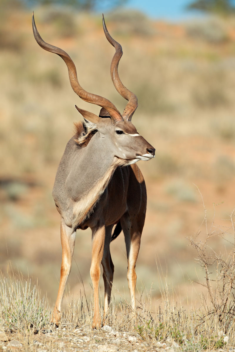Hunting Kudu with Likhulu Safaris