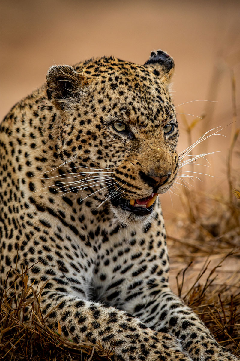 Hunting Leopard  with Likhulu Safaris
