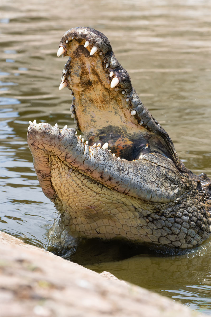 Hunting Nile Crocodile  with Likhulu Safaris