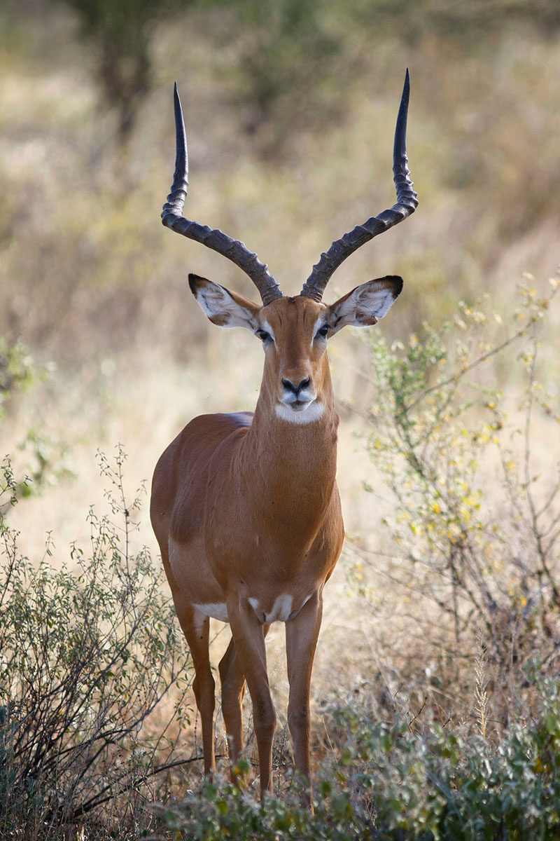 Hunting Impala with Likhulu Safaris