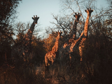 LikhuluHuntingSafarisScenes-002-th.jpg
