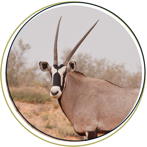 Gemsbok