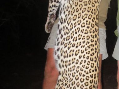 leopard-hunting02-th.jpg