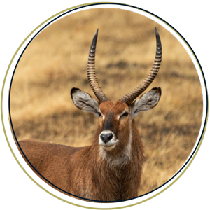 Waterbuck
